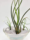 Tillandsia Butzii Air Plant .+*+. Tall Varigated Unique .+*+.  Modern Decor .+*+. Mini is Perfect for Small Terrariums .+*+.