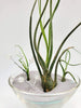 Tillandsia Butzii Air Plant .+*+. Tall Varigated Unique .+*+.  Modern Decor .+*+. Mini is Perfect for Small Terrariums .+*+.