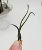 Tillandsia Butzii Air Plant .+*+. Tall Varigated Unique .+*+.  Modern Decor .+*+. Mini is Perfect for Small Terrariums .+*+.