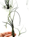 Tillandsia Butzii Air Plant .+*+. Tall Varigated Unique .+*+.  Modern Decor .+*+. Mini is Perfect for Small Terrariums .+*+.
