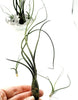 Tillandsia Butzii Air Plant .+*+. Tall Varigated Unique .+*+.  Modern Decor .+*+. Mini is Perfect for Small Terrariums .+*+.