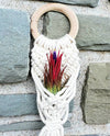 Tillandsia Ionantha Fuego Air Plant .+*+. Blushes RED | House Plant | Easy Care | Indoor Plant | Most are currently in blush!
