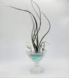 Tillandsia Butzii Air Plant .+*+. Tall Varigated Unique .+*+.  Modern Decor .+*+. Mini is Perfect for Small Terrariums .+*+.