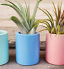 Ceramic Pots .+*+. Option with LIVE Air Plant | Gift Idea | Easy Care | Care Card Included!