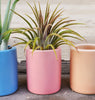 Ceramic Pots .+*+. Option with LIVE Air Plant | Gift Idea | Easy Care | Care Card Included!