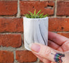 Ceramic Pots .+*+. Option with LIVE Air Plant | Gift Idea | Easy Care | Care Card Included!