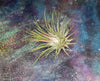 Tillandsia Ionantha Ionantha AKA Guatemala Air Plant- HousePlant, Easy Care, Small, Medium, XL, Indoor Plant, Bromeliad - Singles and 3 Pack