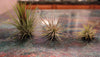 Tillandsia Ionantha Ionantha AKA Guatemala Air Plant- HousePlant, Easy Care, Small, Medium, XL, Indoor Plant, Bromeliad - Singles and 3 Pack