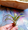 Tillandsia Capitata Peach Air Plant .+*+. House Plant | Easy Care | Indoor Plant | Bromeliad Family | No Soil!