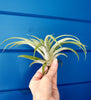 Tillandsia Capitata Peach Air Plant .+*+. House Plant | Easy Care | Indoor Plant | Bromeliad Family | No Soil!