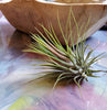 Tillandsia Ionantha Ionantha AKA Guatemala Air Plant- HousePlant, Easy Care, Small, Medium, XL, Indoor Plant, Bromeliad - Singles and 3 Pack