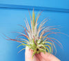 Tillandsia Ionantha Ionantha AKA Guatemala Air Plant- HousePlant, Easy Care, Small, Medium, XL, Indoor Plant, Bromeliad - Singles and 3 Pack