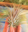 Tillandsia Ionantha Ionantha AKA Guatemala Air Plant- HousePlant, Easy Care, Small, Medium, XL, Indoor Plant, Bromeliad - Singles and 3 Pack