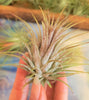 Tillandsia Ionantha Ionantha AKA Guatemala Air Plant- HousePlant, Easy Care, Small, Medium, XL, Indoor Plant, Bromeliad - Singles and 3 Pack