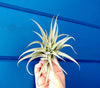 Grey Velvet Leaf Tillandsia Harrisii Air Plant .+*+. Easy Care | Thick | Fuzzy Curved Leaves!