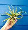 Tillandsia Capitata Peach Air Plant .+*+. House Plant | Easy Care | Indoor Plant | Bromeliad Family | No Soil!