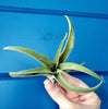 Tillandsia Capitata Peach Air Plant .+*+. House Plant | Easy Care | Indoor Plant | Bromeliad Family | No Soil!