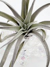 Grey Velvet Leaf Tillandsia Harrisii Air Plant .+*+. Easy Care | Thick | Fuzzy Curved Leaves!