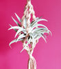 Grey Velvet Leaf Tillandsia Harrisii Air Plant .+*+. Easy Care | Thick | Fuzzy Curved Leaves!