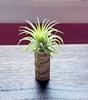3, 5, 10, or 20 Wine Cork Holders .+*+.  LIVE Small and Mini Tillandsia Air Plants | Wedding Favors, Décor | Bulk Order Options!