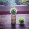 3, 5, 10, or 20 Wine Cork Holders .+*+.  LIVE Small and Mini Tillandsia Air Plants | Wedding Favors, Décor | Bulk Order Options!