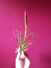 Unique Tillandsia Moonlight Air Plant ,+*+. Beautiful Blooming Cycle .+*+. Easy Care, Modern Home Decor, Healthy Hardy Plant!