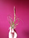 moonlight air plant Unique Tillandsia Moonlight Air Plant ,+*+. Beautiful Blooming Cycle . – RAINBOW CUPBOARD