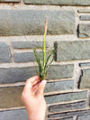 Unique Tillandsia Moonlight Air Plant ,+*+. Beautiful Blooming Cycle .+*+. Easy Care, Modern Home Decor, Healthy Hardy Plant!