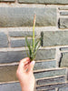 Unique Tillandsia Moonlight Air Plant ,+*+. Beautiful Blooming Cycle .+*+. Easy Care, Modern Home Decor, Healthy Hardy Plant!