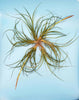 Unique Tillandsia Moonlight Air Plant ,+*+. Beautiful Blooming Cycle .+*+. Easy Care, Modern Home Decor, Healthy Hardy Plant!