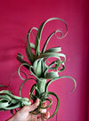 RARE Curly Slim AIR Plant (Intermediate X Steptophylla) .+*+. Xl Air Plant | Collectors Plant | Whimsical Curls for days!