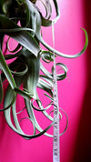 RARE Curly Slim AIR Plant (Intermediate X Steptophylla) .+*+. Xl Air Plant | Collectors Plant | Whimsical Curls for days!