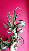 RARE Curly Slim AIR Plant (Intermediate X Steptophylla) .+*+. Xl Air Plant | Collectors Plant | Whimsical Curls for days!