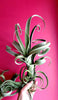 RARE Curly Slim AIR Plant (Intermediate X Steptophylla) .+*+. Xl Air Plant | Collectors Plant | Whimsical Curls for days!