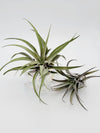Grey Velvet Leaf Tillandsia Harrisii Air Plant .+*+. Easy Care | Thick | Fuzzy Curved Leaves!