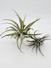 Grey Velvet Leaf Tillandsia Harrisii Air Plant .+*+. Easy Care | Thick | Fuzzy Curved Leaves!
