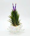 Tillandsia Ionantha Ionantha AKA Guatemala Air Plant- HousePlant, Easy Care, Small, Medium, XL, Indoor Plant, Bromeliad - Singles and 3 Pack