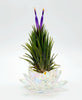 Tillandsia Ionantha Ionantha AKA Guatemala Air Plant- HousePlant, Easy Care, Small, Medium, XL, Indoor Plant, Bromeliad - Singles and 3 Pack