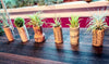 3, 5, 10, or 20 Wine Cork Holders .+*+.  LIVE Small and Mini Tillandsia Air Plants | Wedding Favors, Décor | Bulk Order Options!