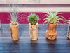 3, 5, 10, or 20 Wine Cork Holders .+*+.  LIVE Small and Mini Tillandsia Air Plants | Wedding Favors, Décor | Bulk Order Options!