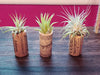 3, 5, 10, or 20 Wine Cork Holders .+*+.  LIVE Small and Mini Tillandsia Air Plants | Wedding Favors, Décor | Bulk Order Options!