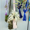 BEST SELLER Xerographica Super Curly Queen .+*+. Air Plant Easy Care Houseplant | Mini, Small, Large, XL and GIANT | Tillandsia!