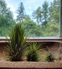 Tillandsia Ionantha Ionantha AKA Guatemala Air Plant- HousePlant, Easy Care, Small, Medium, XL, Indoor Plant, Bromeliad - Singles and 3 Pack