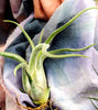 CURLY Caput Medusa Air Plant .+*+. Live Tillandsia | Octopus Plant | Medusa's Head | Live Air Plant | Modern Home Decor