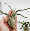 CURLY Caput Medusa Air Plant .+*+. Live Tillandsia | Octopus Plant | Medusa's Head | Live Air Plant | Modern Home Decor