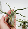 CURLY Caput Medusa Air Plant .+*+. Live Tillandsia | Octopus Plant | Medusa's Head | Live Air Plant | Modern Home Decor