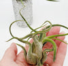 CURLY Caput Medusa Air Plant .+*+. Live Tillandsia | Octopus Plant | Medusa's Head | Live Air Plant | Modern Home Decor