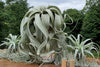 BEST SELLER Xerographica Super Curly Queen .+*+. Air Plant Easy Care Houseplant | Mini, Small, Large, XL and GIANT | Tillandsia!