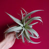Grey Velvet Leaf Tillandsia Harrisii Air Plant .+*+. Easy Care | Thick | Fuzzy Curved Leaves!