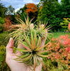 Tillandsia Ionantha Rubra Air Plant .+*+. Easy Care | Blushes Bright Pink & Red | Terrariums | Wedding Favors | Miniatures | Fair Gardens